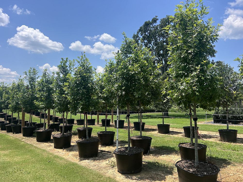 quercus-shumardii-shumard-red-oak