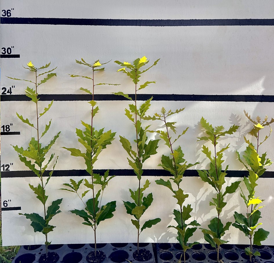 quercus-shumardii-shumard-red-oak
