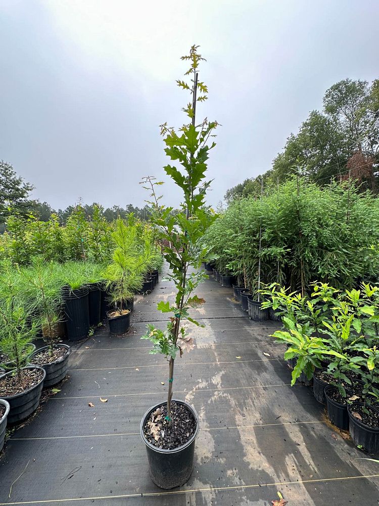 quercus-shumardii-shumard-red-oak