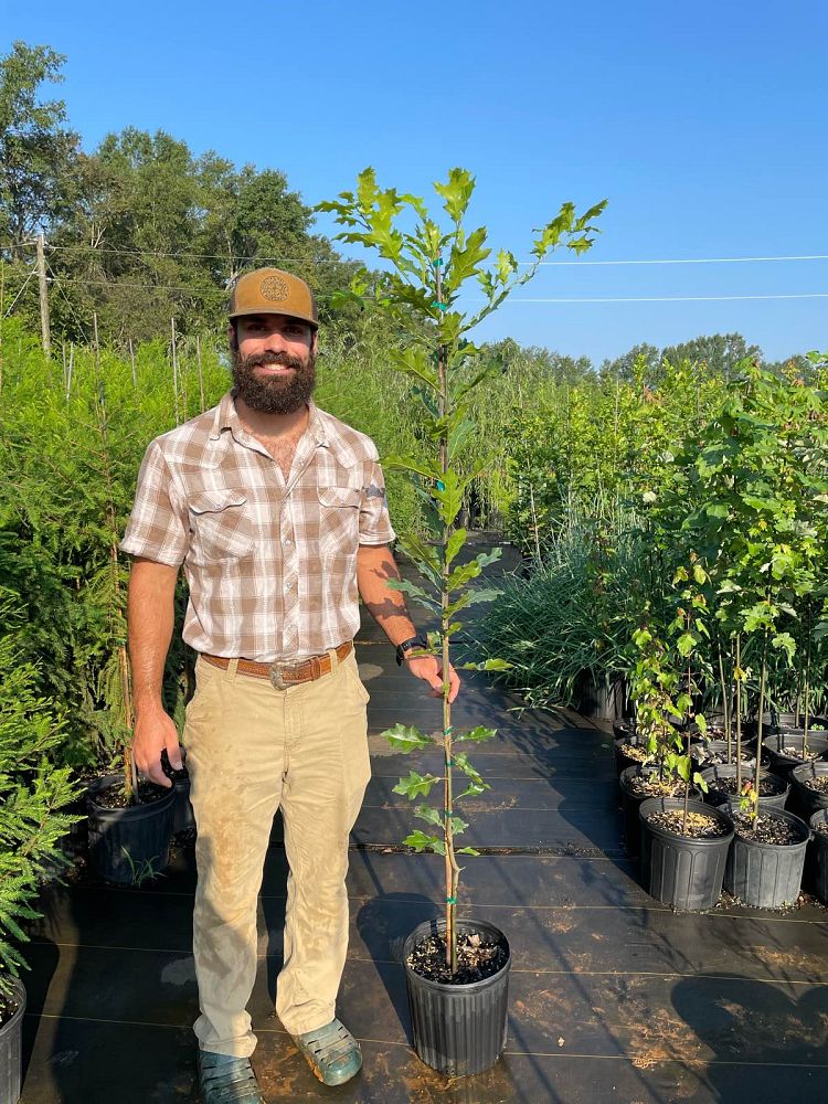 quercus-shumardii-shumard-red-oak