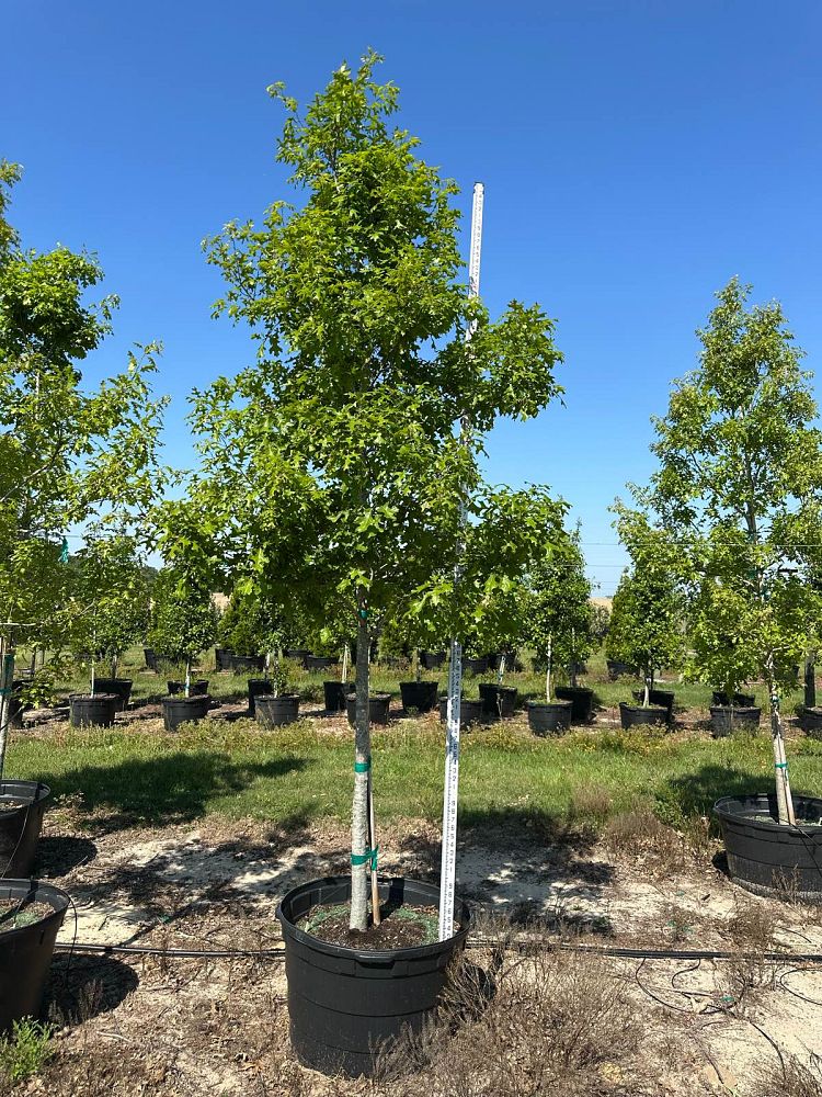 quercus-shumardii-shumard-red-oak