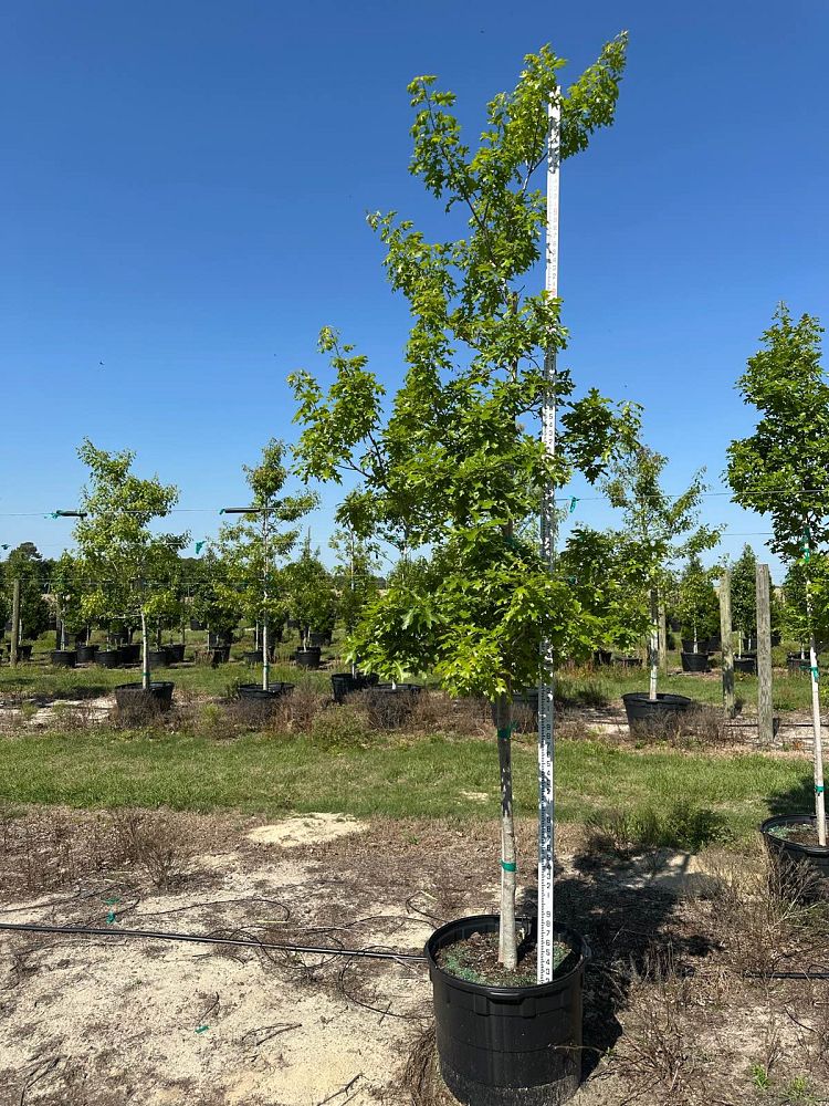 quercus-shumardii-shumard-red-oak