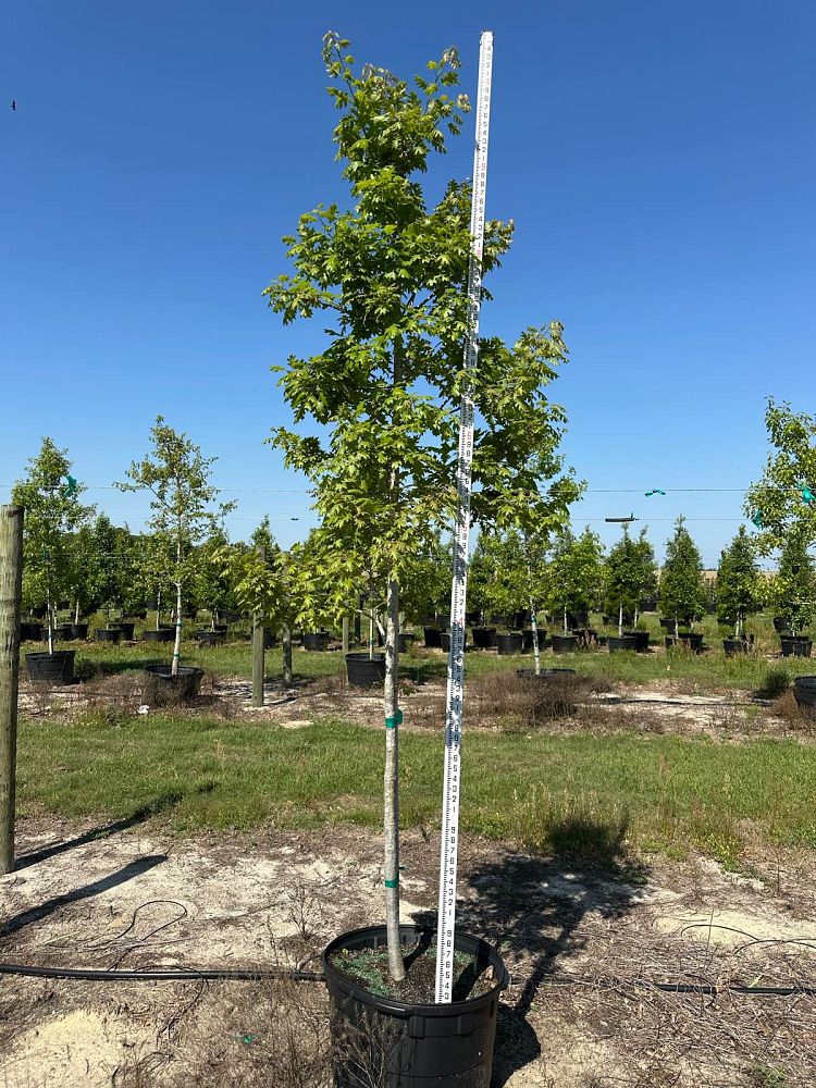 quercus-shumardii-shumard-red-oak