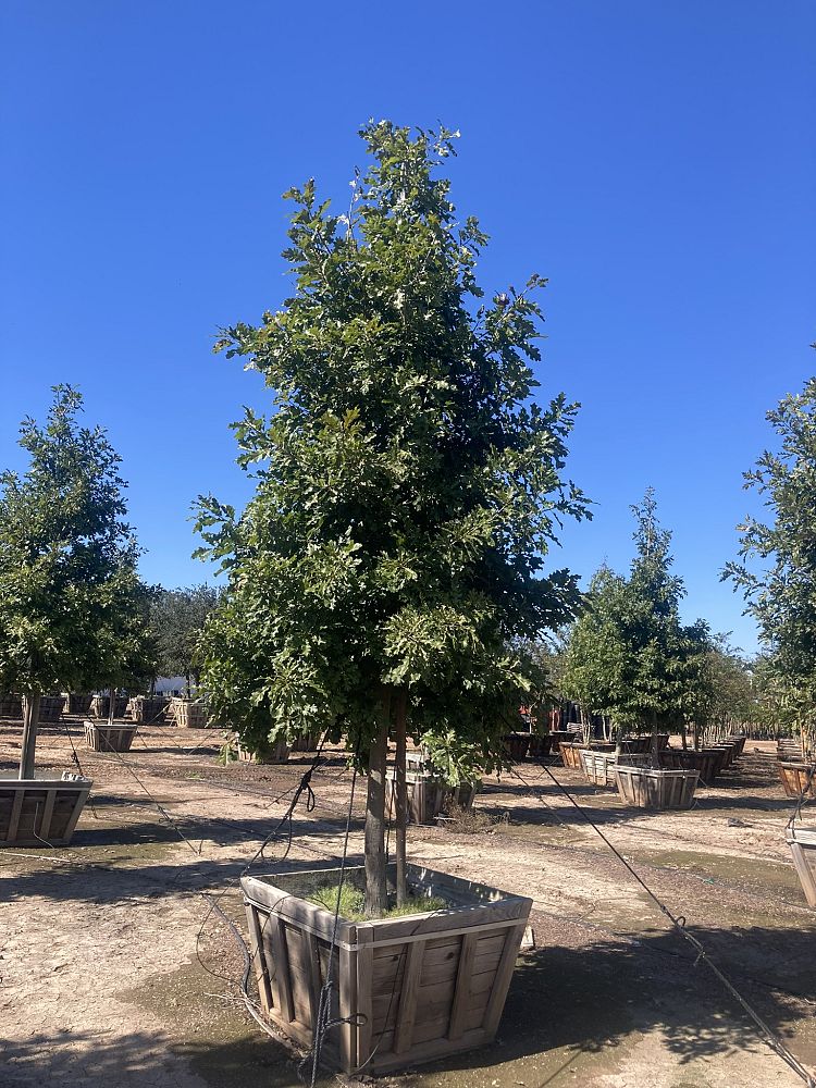 quercus-shumardii-shumard-red-oak