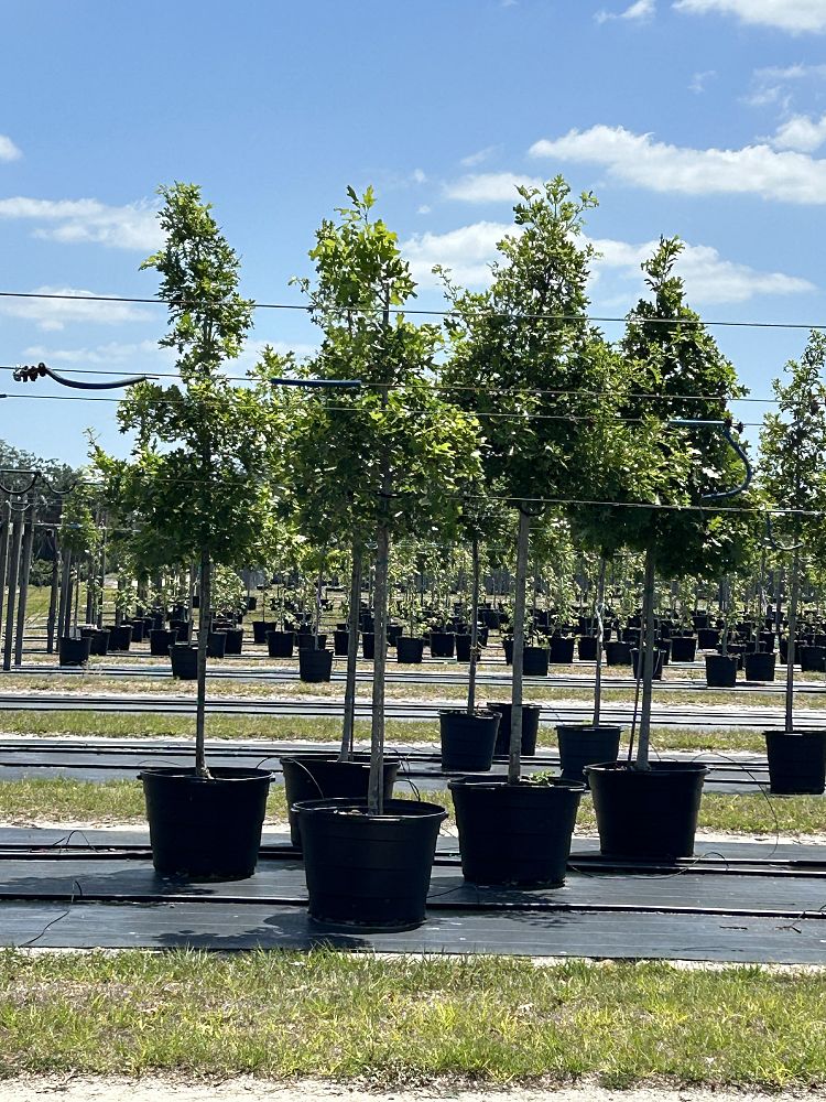 quercus-shumardii-shumard-red-oak