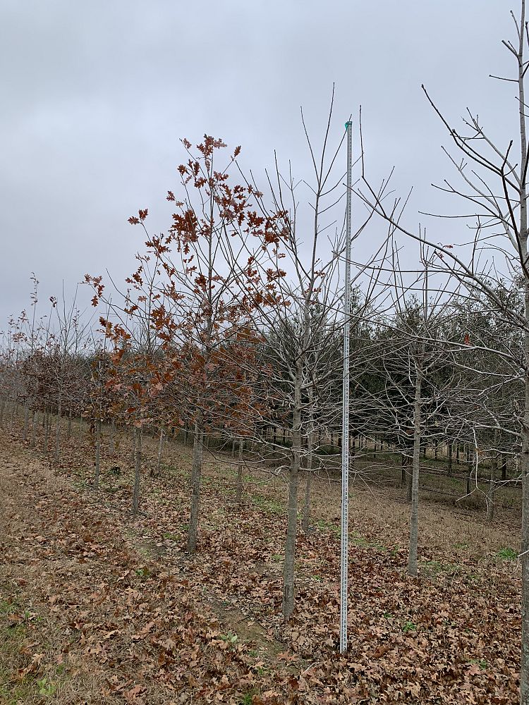 quercus-shumardii-shumard-red-oak