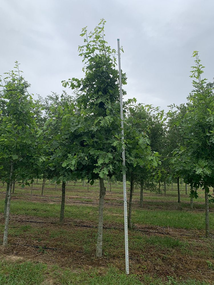 quercus-shumardii-shumard-red-oak