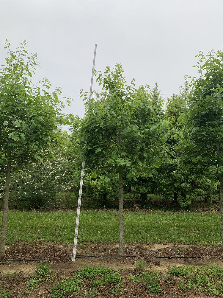 quercus-shumardii-shumard-red-oak