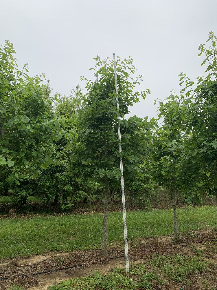 quercus-shumardii-shumard-red-oak