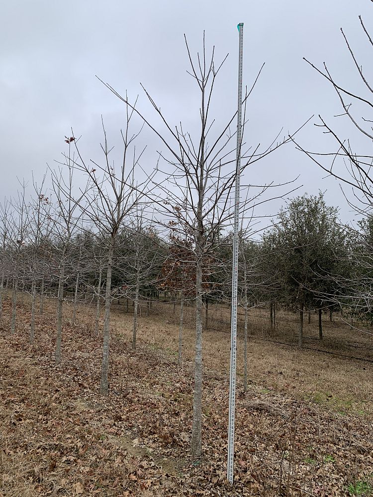 quercus-shumardii-shumard-red-oak