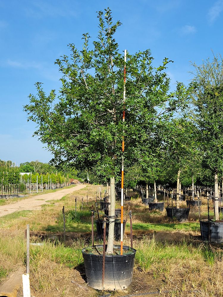 quercus-shumardii-shumard-red-oak
