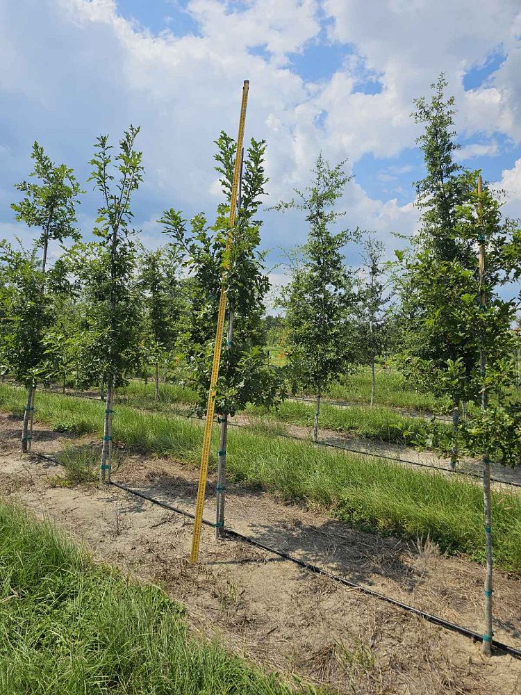 quercus-shumardii-shumard-red-oak