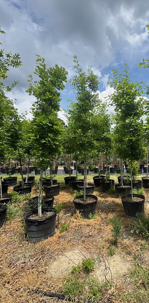 quercus-shumardii-shumard-red-oak