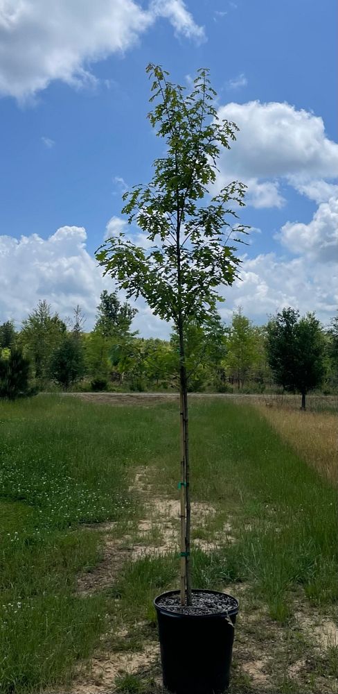 quercus-shumardii-shumard-red-oak