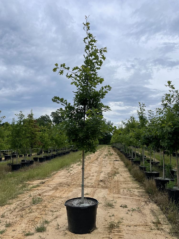 quercus-shumardii-shumard-red-oak