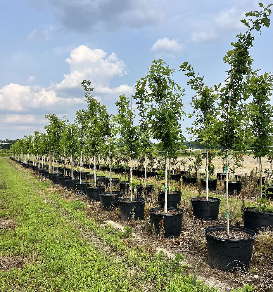 quercus-shumardii-shumard-red-oak