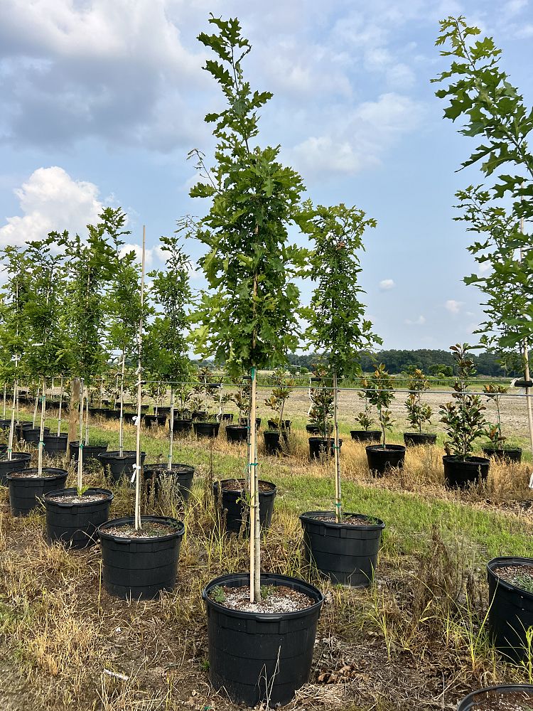 quercus-shumardii-shumard-red-oak