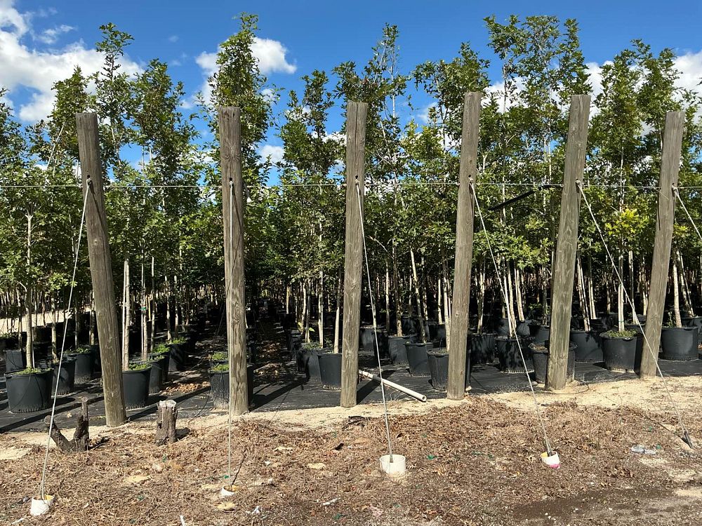 quercus-shumardii-shumard-red-oak