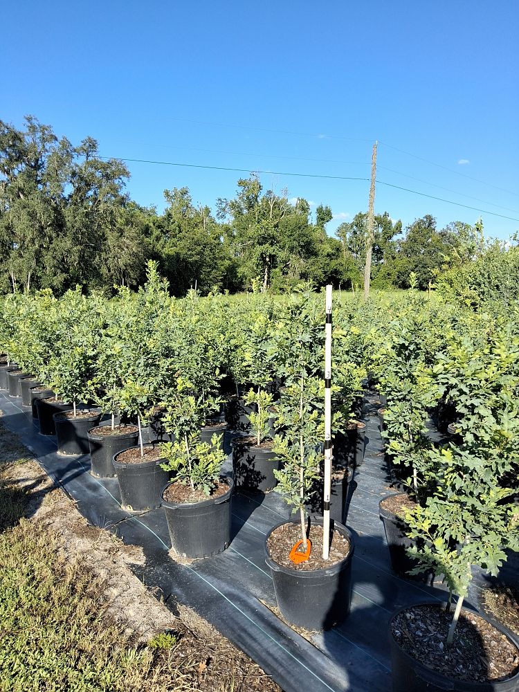 quercus-shumardii-shumard-red-oak