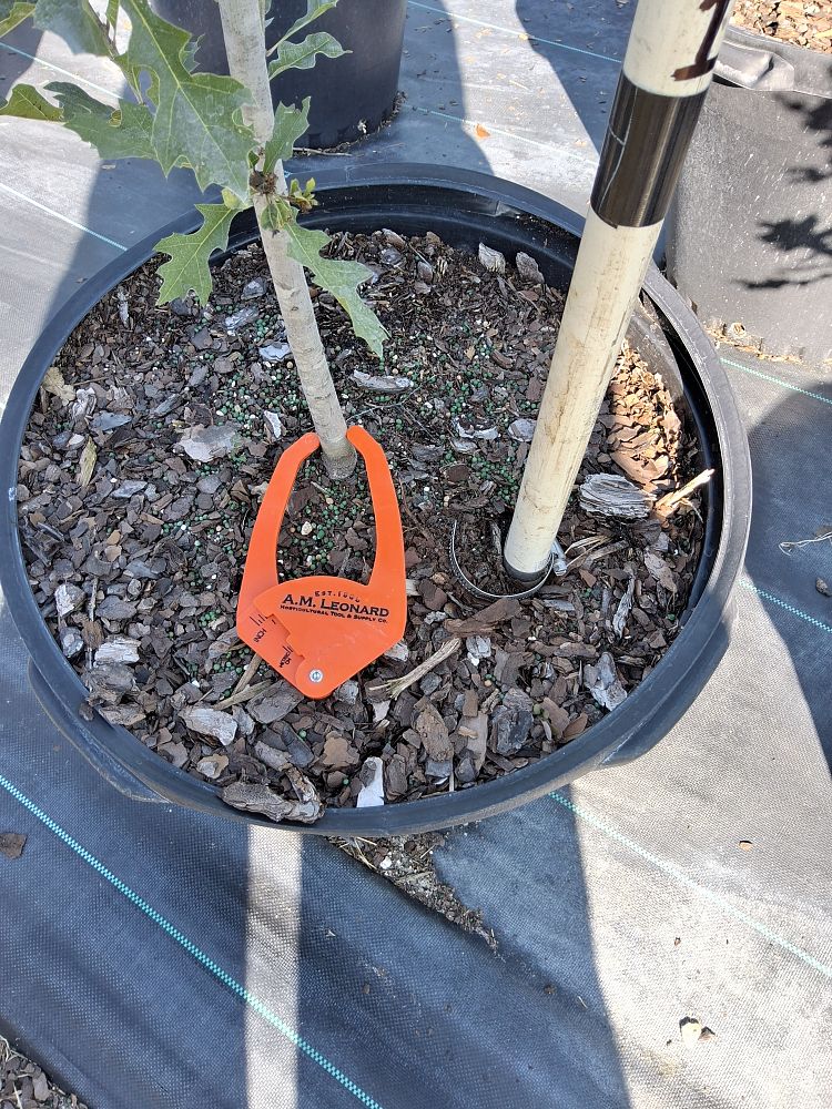 quercus-shumardii-shumard-red-oak