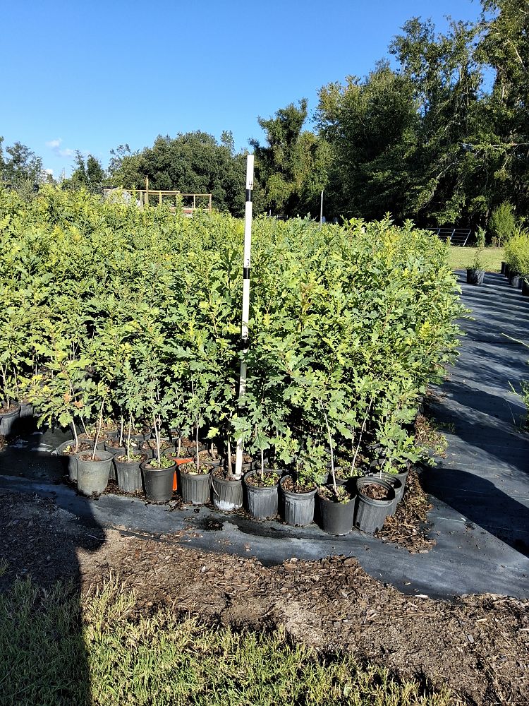 quercus-shumardii-shumard-red-oak