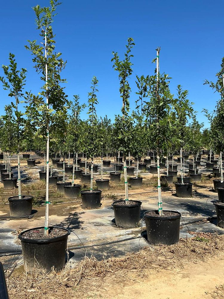 quercus-shumardii-shumard-red-oak