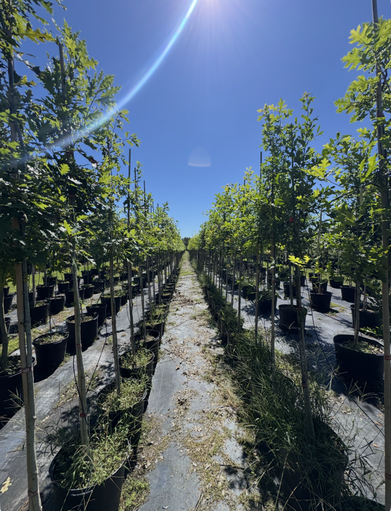 quercus-shumardii-shumard-red-oak