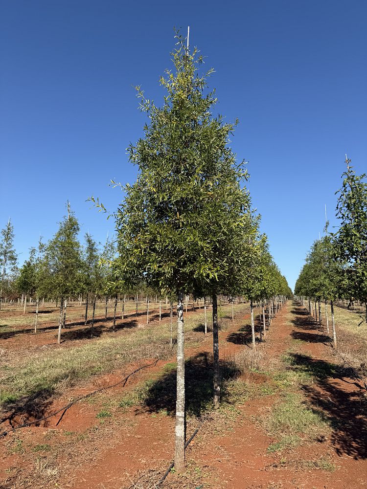 quercus-shumardii-shumard-red-oak