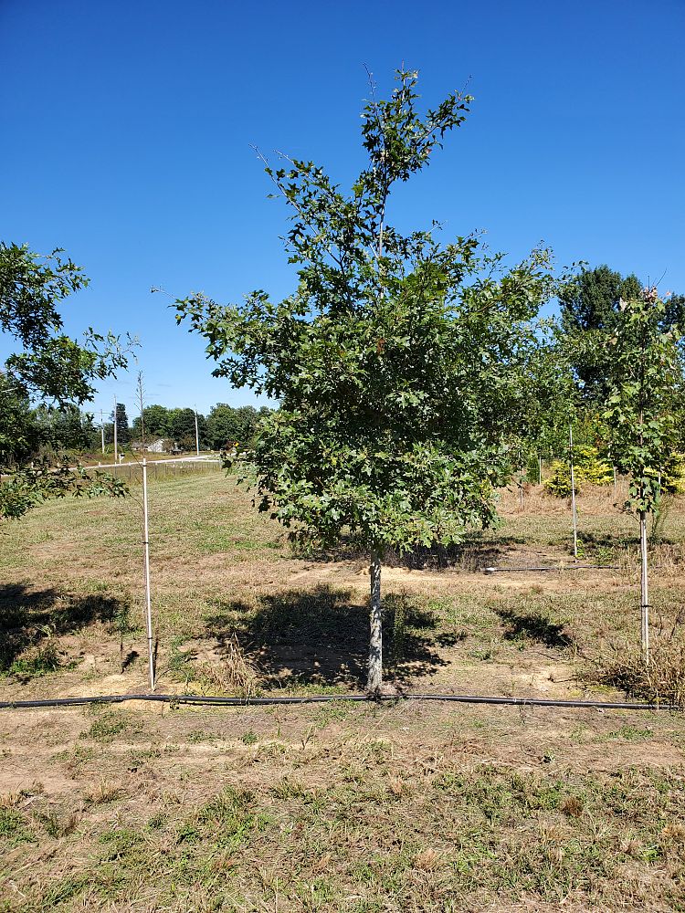 quercus-shumardii-stenocarpa-shumard-oak
