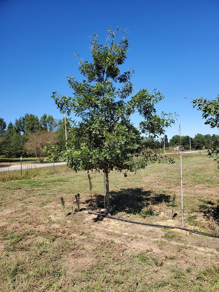 quercus-shumardii-stenocarpa-shumard-oak