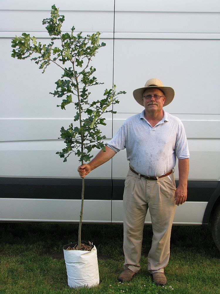 quercus-stellata-post-oak