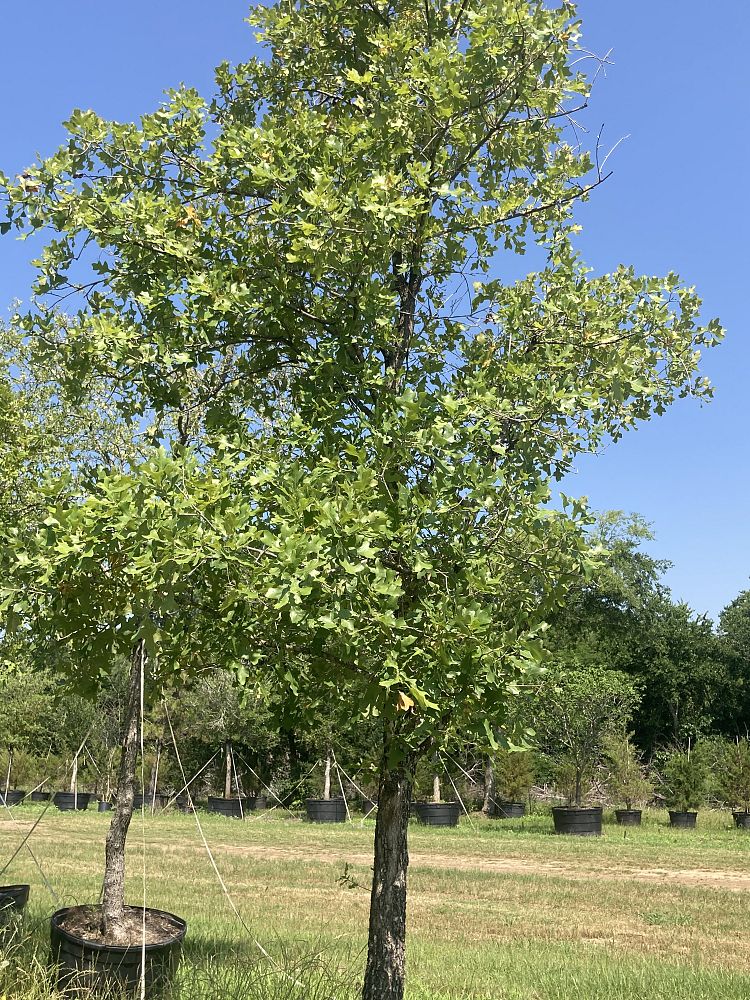 quercus-stellata-post-oak