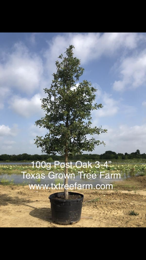 quercus-stellata-post-oak