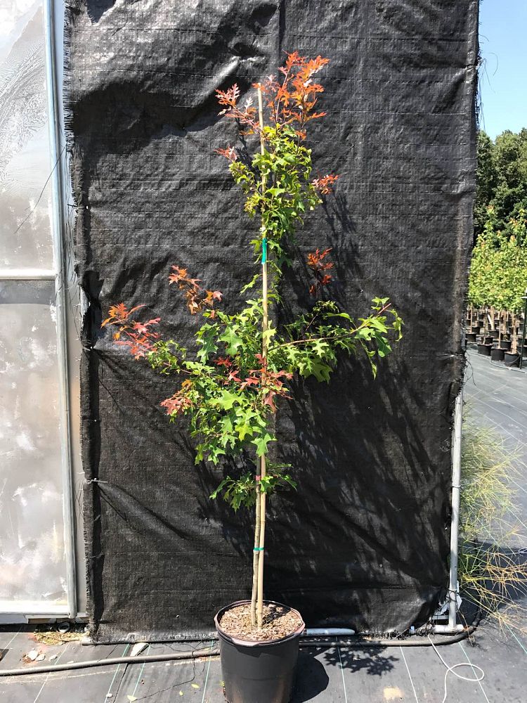quercus-texana-bsn-5-nuttall-oak-ruby-spring-quercus-nuttallii