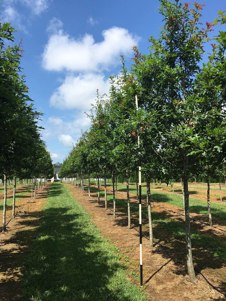 quercus-texana-bsn-5-nuttall-oak-ruby-spring-quercus-nuttallii