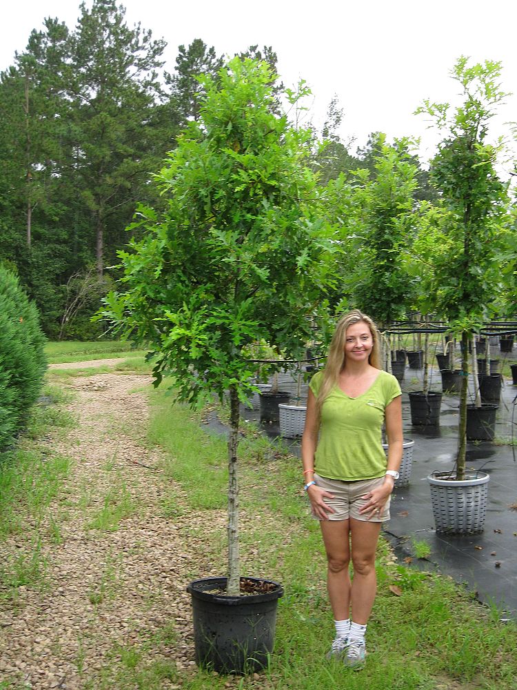 quercus-texana-nuttall-oak-quercus-nuttallii