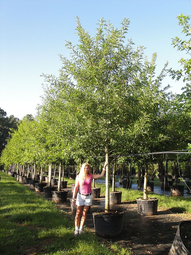 quercus-texana-nuttall-oak-quercus-nuttallii