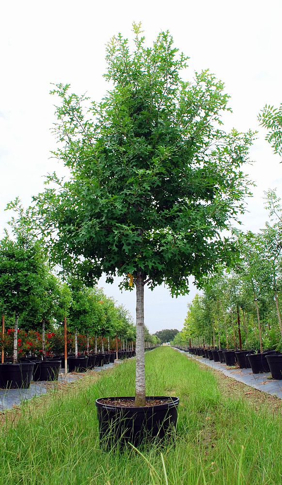 quercus-texana-nuttall-oak-quercus-nuttallii