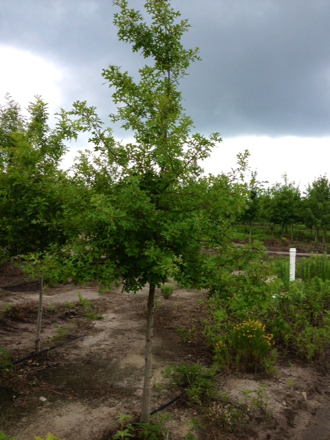 quercus-texana-nuttall-oak-quercus-nuttallii