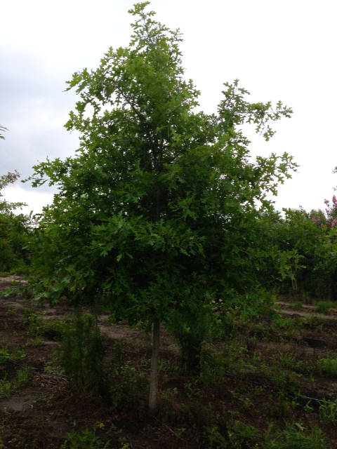 quercus-texana-nuttall-oak-quercus-nuttallii