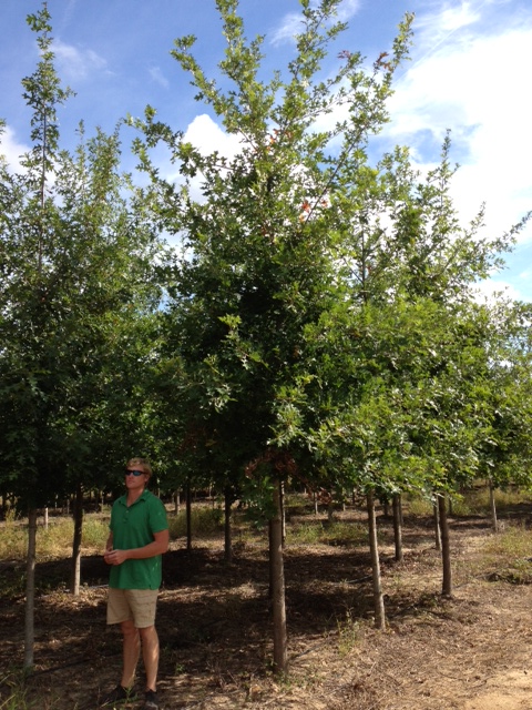 quercus-texana-nuttall-oak-quercus-nuttallii