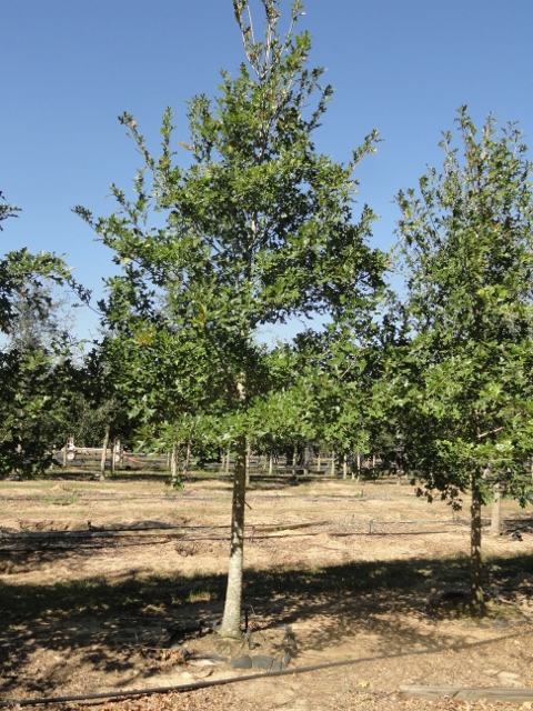 quercus-texana-nuttall-oak-quercus-nuttallii