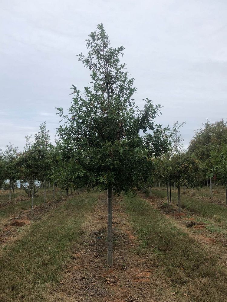 quercus-texana-nuttall-oak-quercus-nuttallii