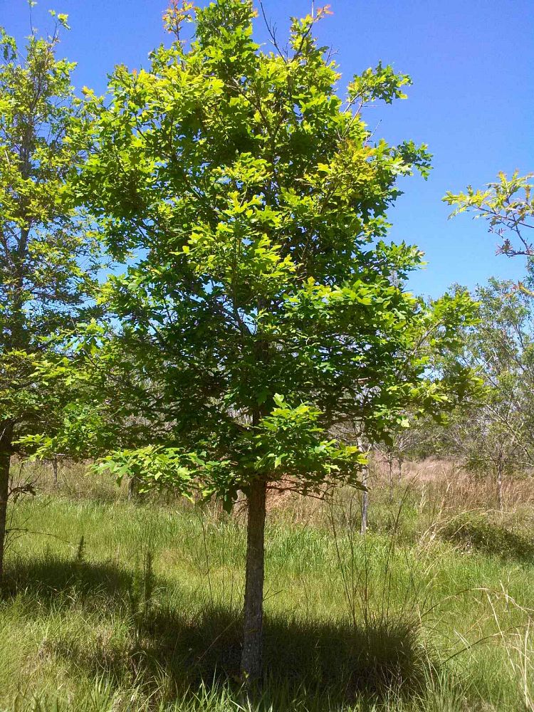 quercus-texana-nuttall-oak-quercus-nuttallii