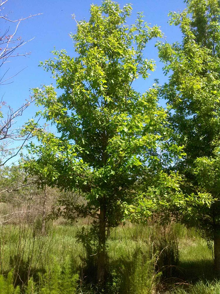 quercus-texana-nuttall-oak-quercus-nuttallii