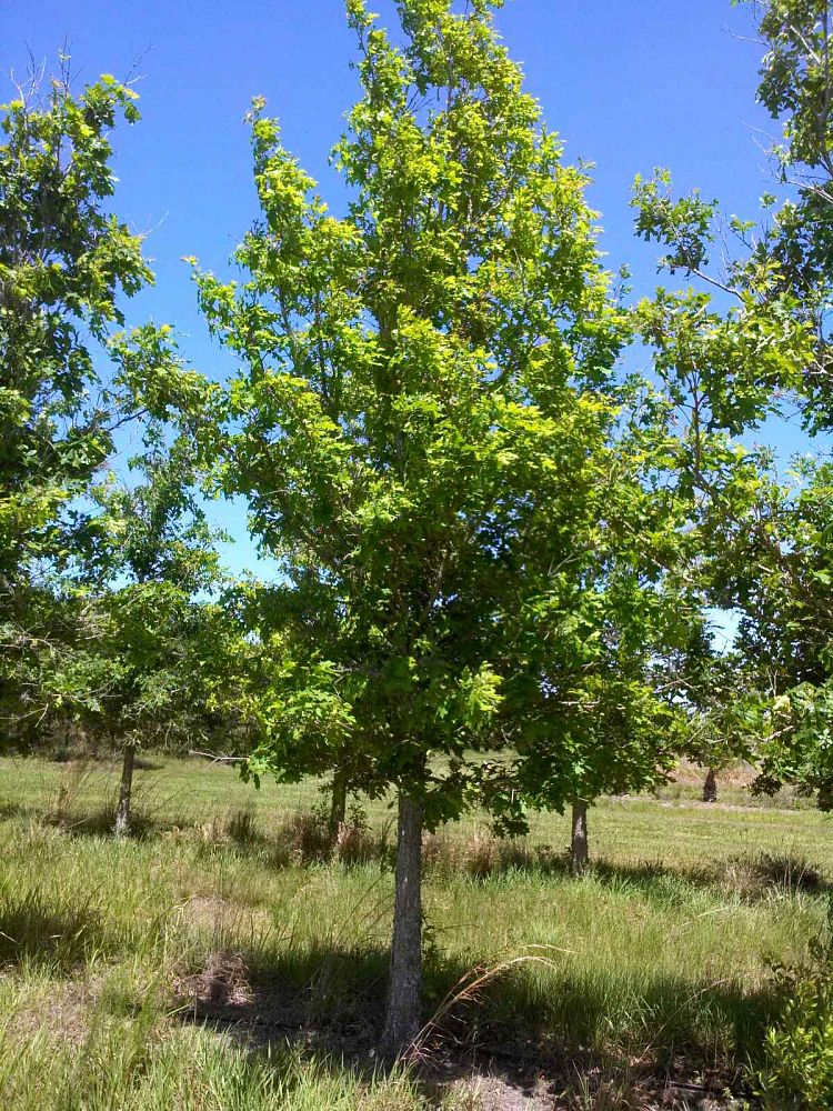 quercus-texana-nuttall-oak-quercus-nuttallii
