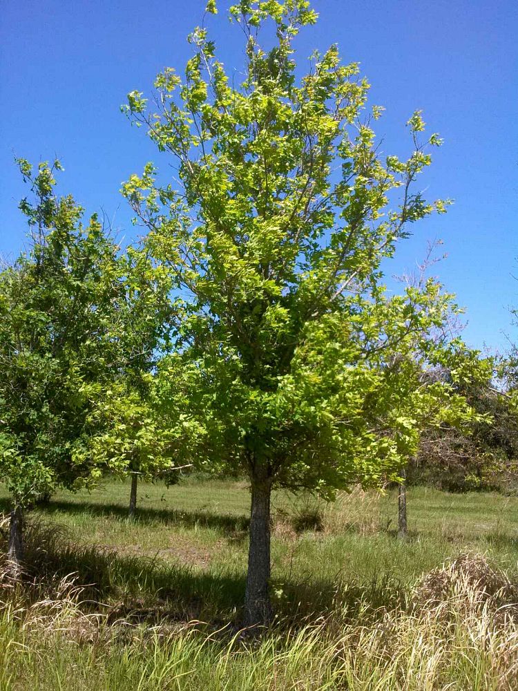 quercus-texana-nuttall-oak-quercus-nuttallii