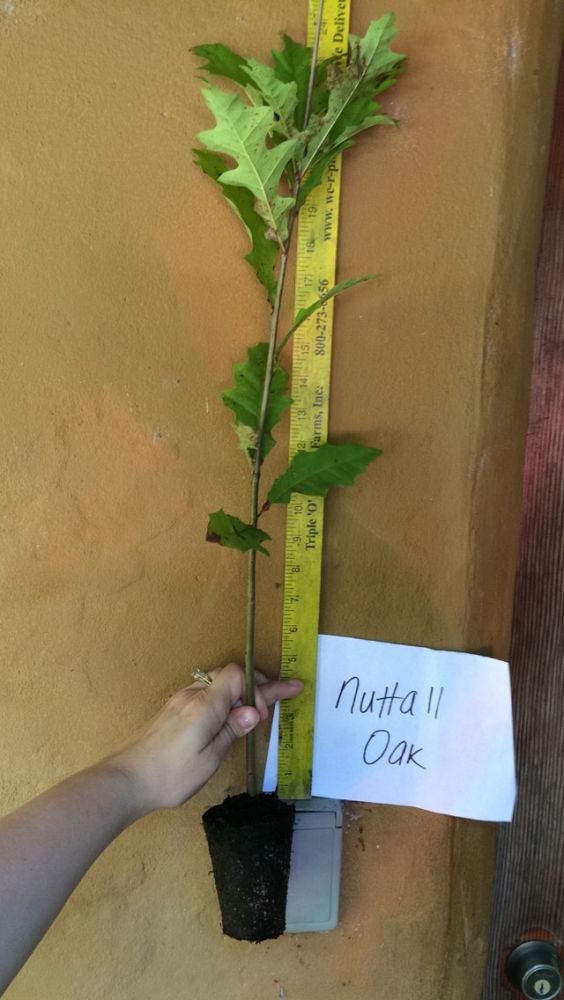 quercus-texana-nuttall-oak-quercus-nuttallii