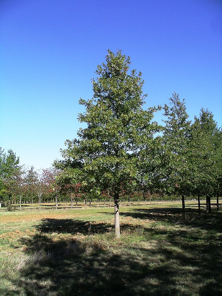 quercus-texana-nuttall-oak-quercus-nuttallii