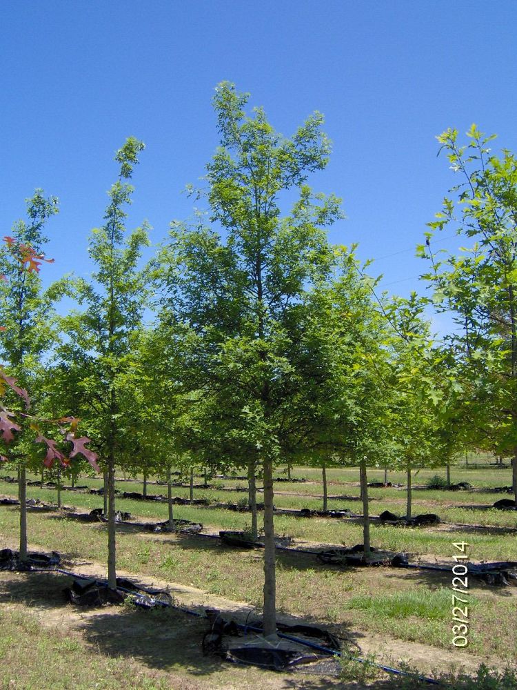 quercus-texana-nuttall-oak-quercus-nuttallii